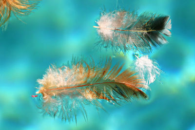 Close-up of feathers