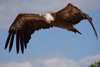 Low angle view of eagle flying in sky