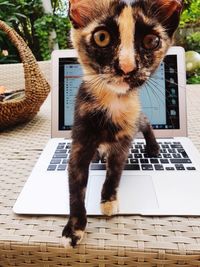 Close-up of a cat looking at camera