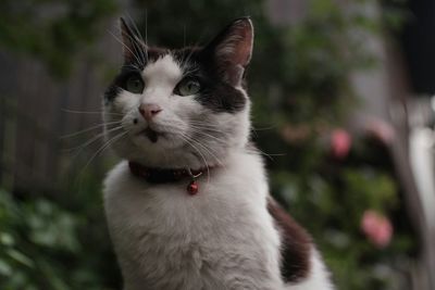 Close-up portrait of cat