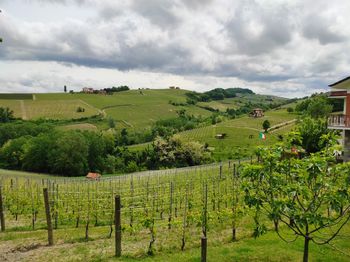 Scenic view of vineyards against sky in langhe region