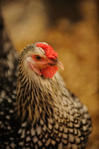 Close-up of a bird