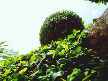 Close-up of fresh green plant against sky