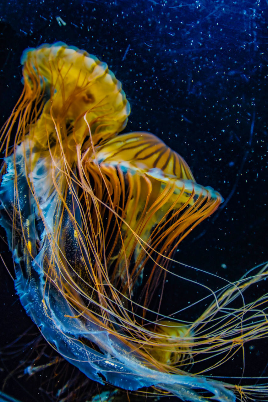 CLOSE-UP OF YELLOW UNDERWATER