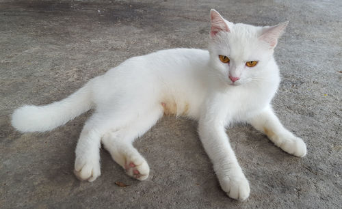 Portrait of white cat resting on floor