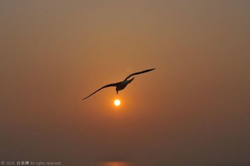 sunset, one animal, animal wildlife, flying, animals in the wild, bird, animal themes, beauty in nature, nature, mid-air, no people, silhouette, outdoors, spread wings, day, sky