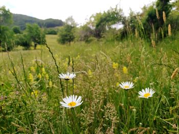 Close-up of white flowering plants on field