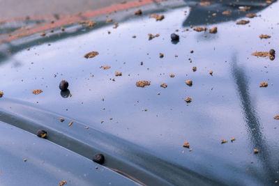 High angle view of water drops on rusty metal