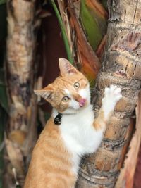 Portrait of cat on tree trunk