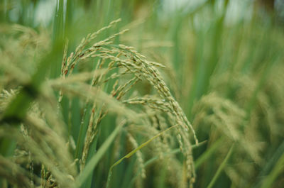 Close-up of stalks in field