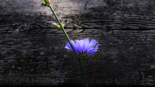 Close-up of purple crocus flower