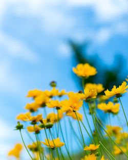 Close-up of yellow flowering plant on field