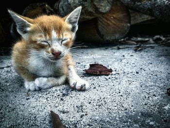 Portrait of cat sitting outdoors