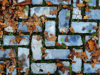 High angle view of leaves on footpath