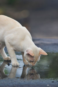 Portrait of a dog drinking water