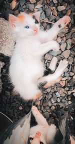 High angle view of cat standing by snow