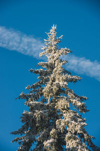 Low angle view of frozen tree against blue sky