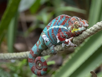 Close-up of lizard on branch