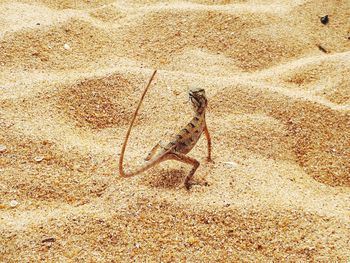 High angle view of crab on sand at beach