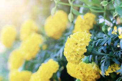 Close-up of yellow flowering plant