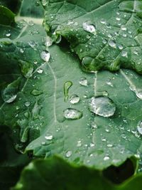 Close-up of water drops on leaf