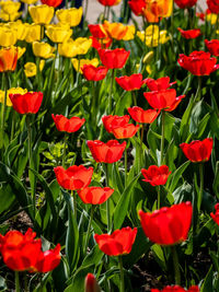 Close-up of red flowering plants on field