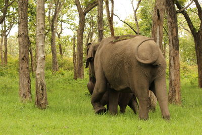 Elephant on field in forest