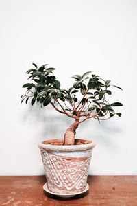 Close-up of potted plant on table against wall