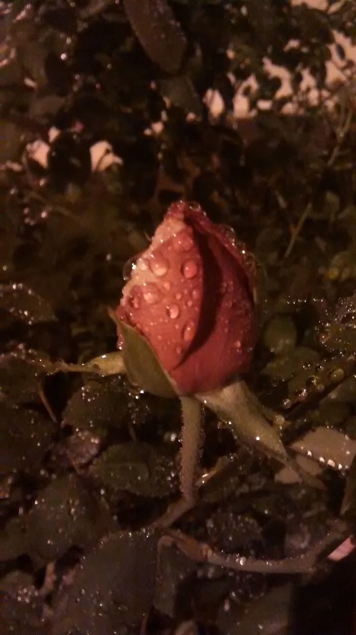 water, drop, freshness, wet, fragility, growth, flower, close-up, beauty in nature, nature, plant, petal, leaf, dew, single flower, flower head, focus on foreground, rain, raindrop, outdoors