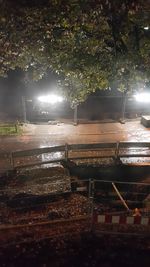 Illuminated trees at night