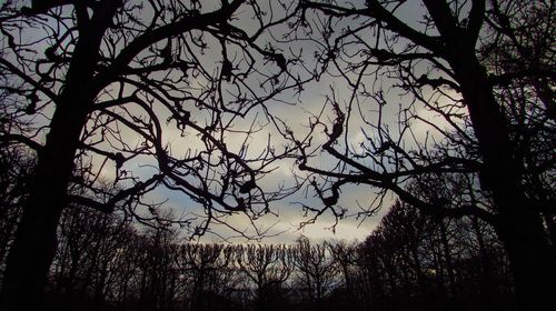 Low angle view of silhouette trees against sky