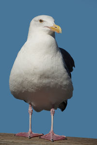 Close-up of seagull perching on wall