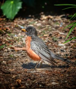 Bird on tree stump