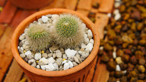 High angle view of succulent plant on stone