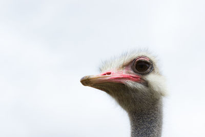 Low angle view of ostrich against clear sky