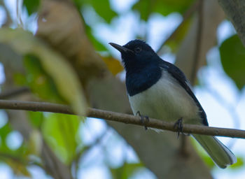 Low angle view of bird perching on branch