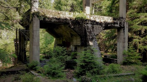 Old ruin bridge amidst trees in forest