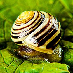 Close-up of snail on leaf