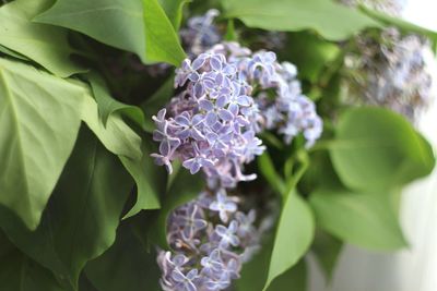 Close-up of purple flowering plant