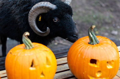 Close-up of pumpkins