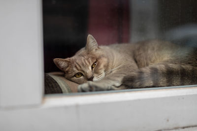 Portrait of cat lying down on window