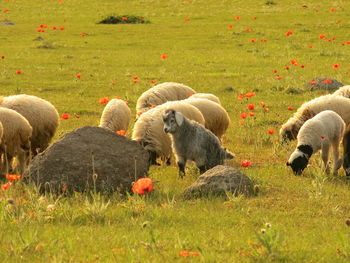 Flock of sheep grazing in field