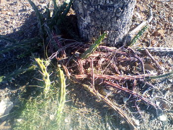 Close-up of tree