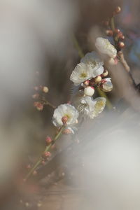 Close-up of white flowers