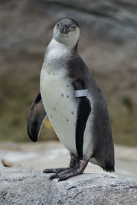 Close-up of penguin