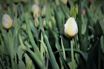 Close-up of flowering plants growing on field
