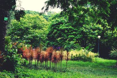 Trees in park