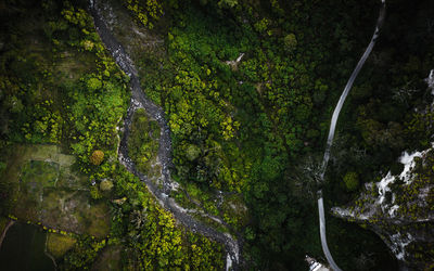 Trees in forest