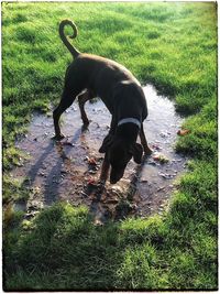 Dog standing on grassy field