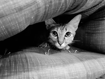 Portrait of cat sitting